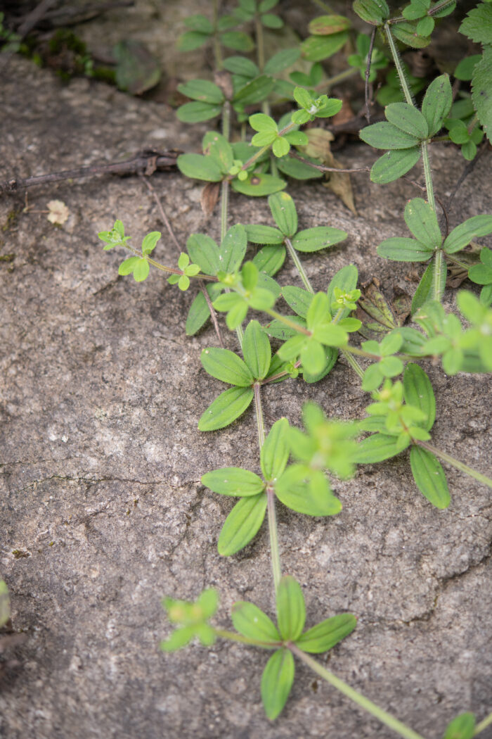 Arunachal plant (Galium)