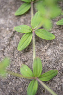 Arunachal plant (Galium)