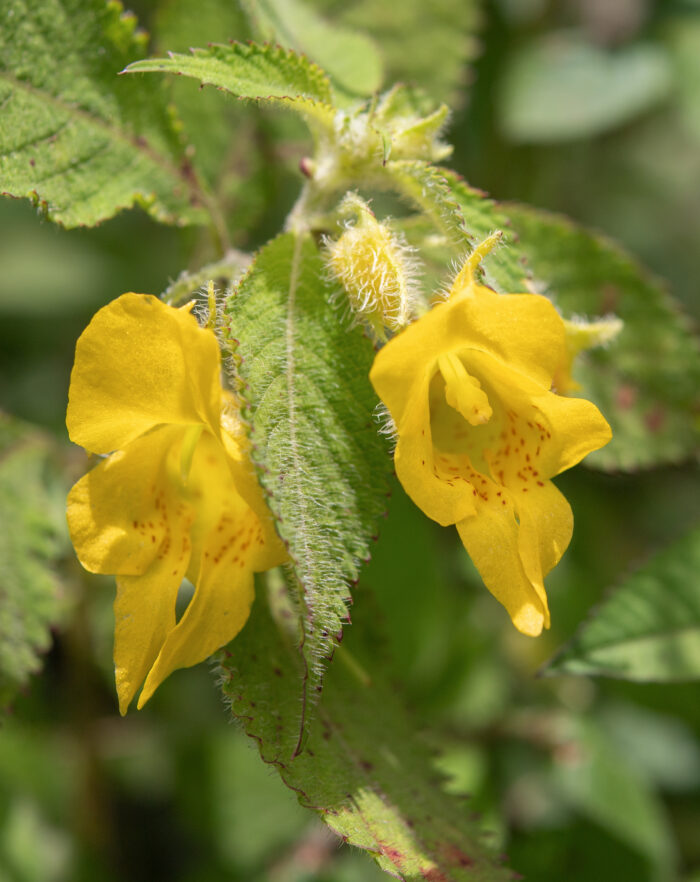 Arunachal plant (Impatiens)