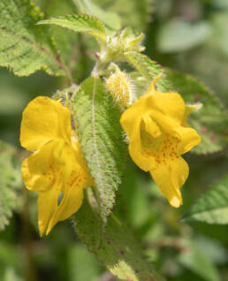 Arunachal plant (Impatiens)