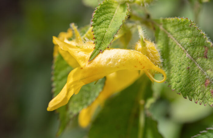 Arunachal plant (Impatiens)