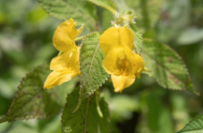 Arunachal plant (Impatiens)