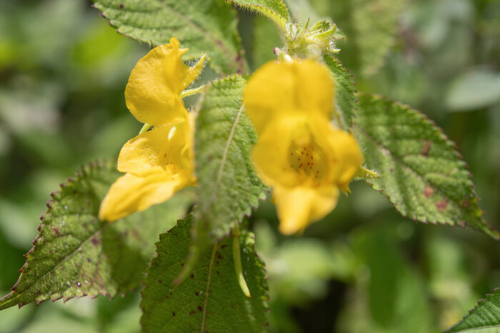 Arunachal plant (Impatiens)