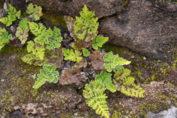 Arunachal plant (Cheilanthoideae)