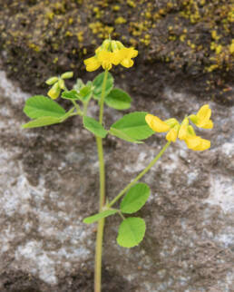 Arunachal plant (Trifolieae)