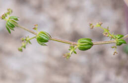 Arunachal plant (Galium)