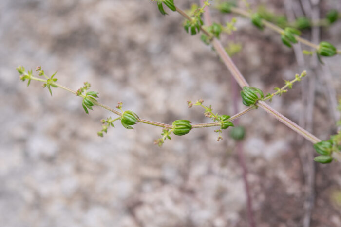 Arunachal plant (Galium)