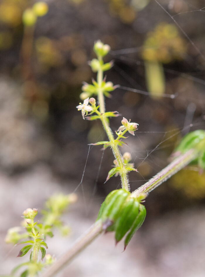 Arunachal plant (Galium)