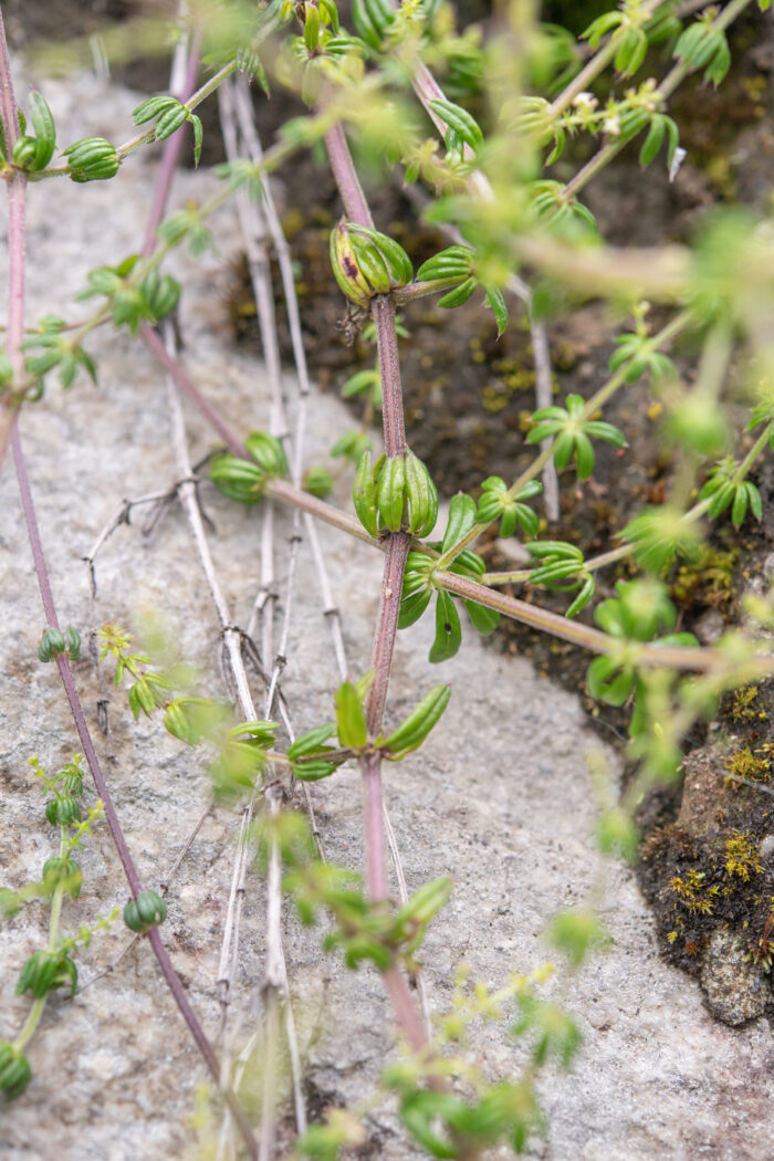 Arunachal plant (Galium)