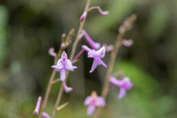 Anthogonium gracile