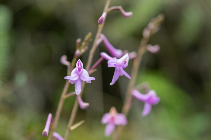 Anthogonium gracile