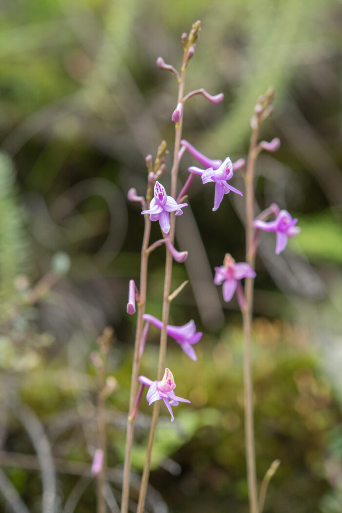 Anthogonium gracile