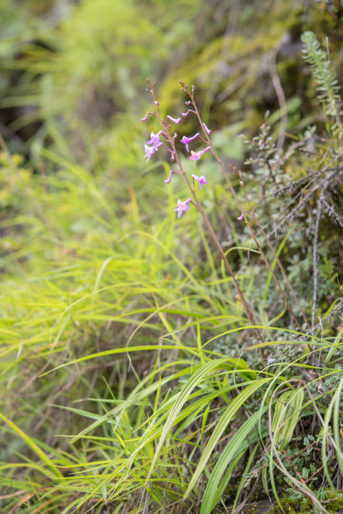 Anthogonium gracile