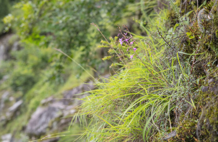 Anthogonium gracile