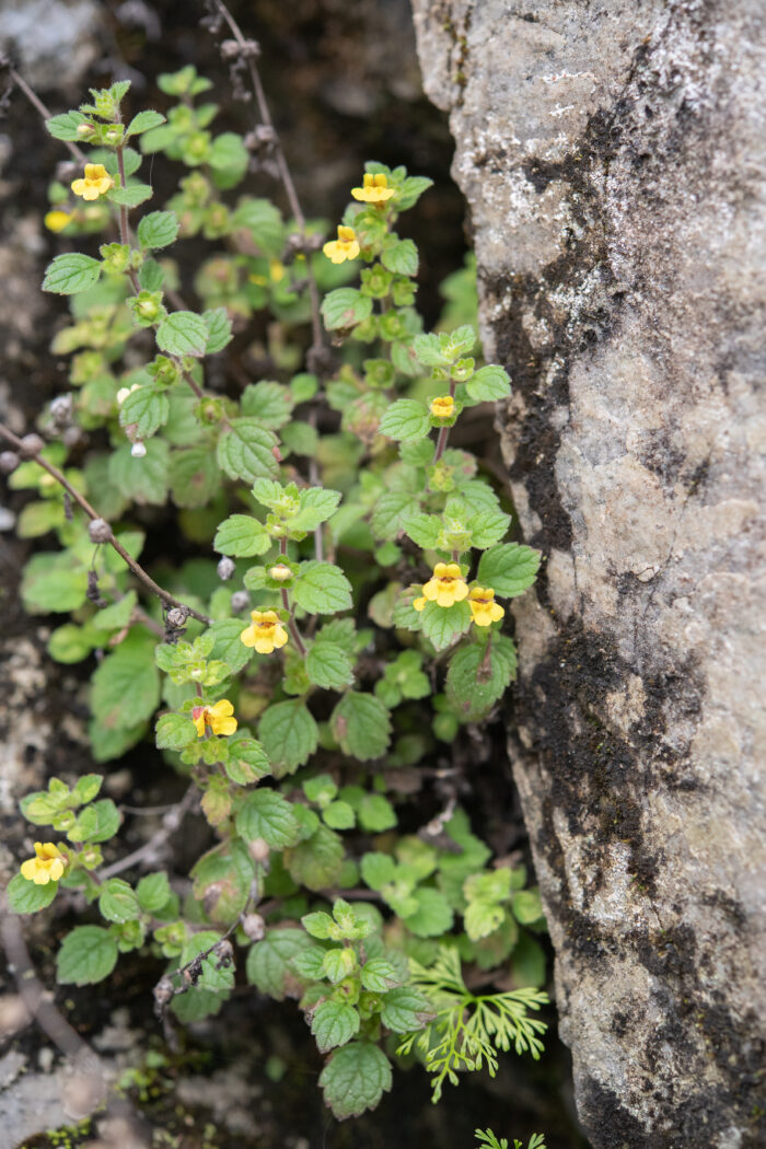 Arunachal plant (Lindenbergia)