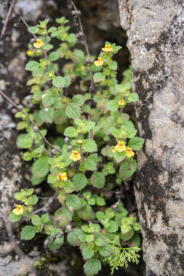 Arunachal plant (Lindenbergia)