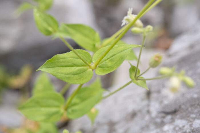 Arunachal plant (Caryophyllaceae)