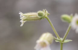 Arunachal plant (Caryophyllaceae)