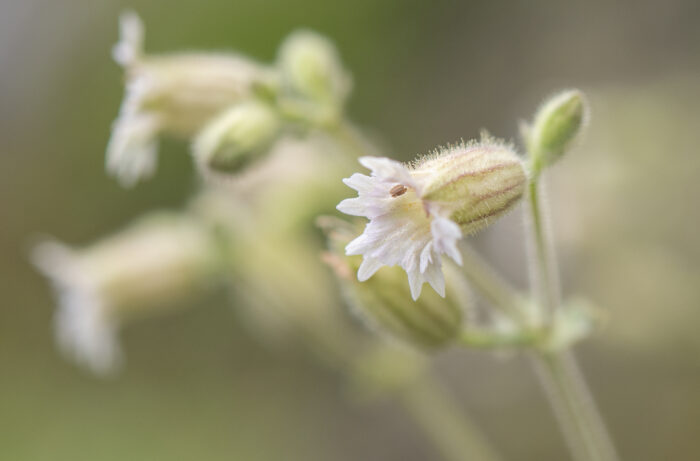 Arunachal plant (Caryophyllaceae)