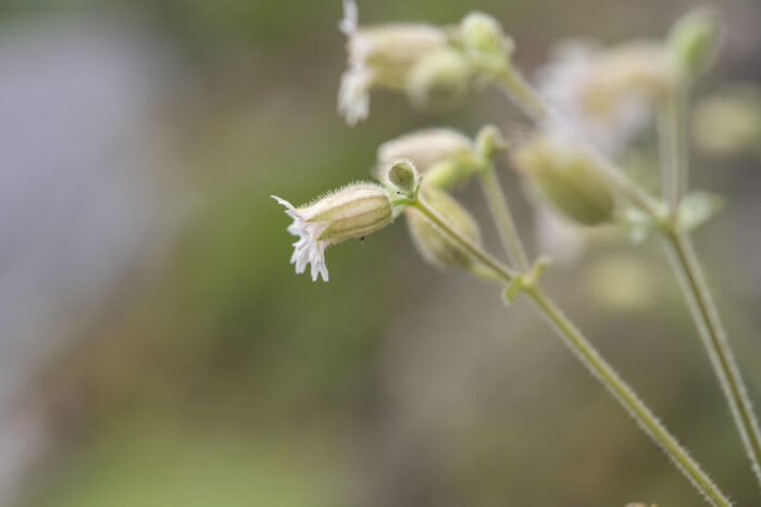 Arunachal plant (Caryophyllaceae)