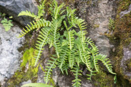 Arunachal plant (Polypodium)