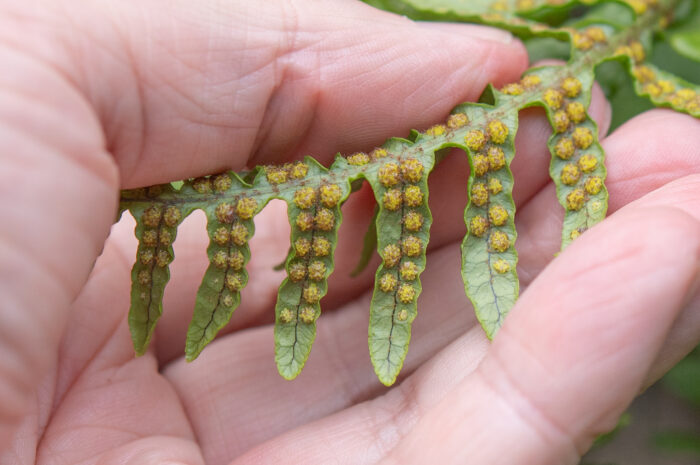 Arunachal plant (Polypodium)