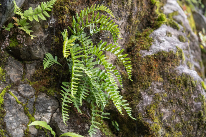 Arunachal plant (Polypodium)