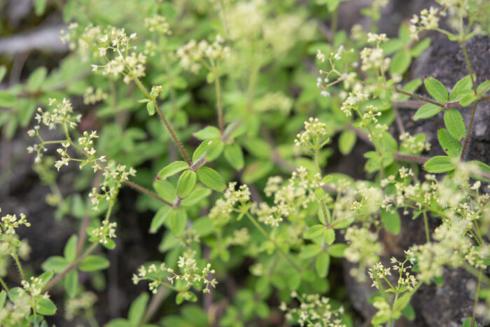 Arunachal plant (Galium)