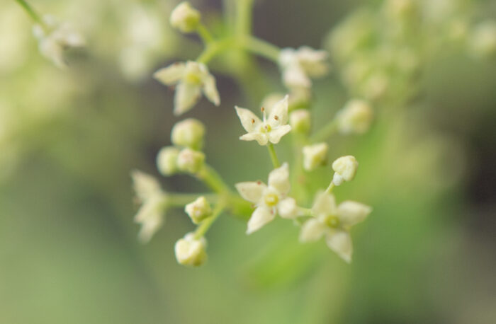 Arunachal plant (Galium)