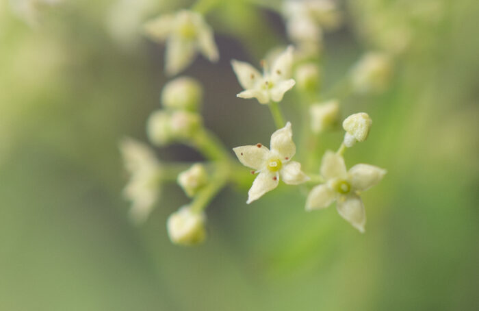 Arunachal plant (Galium)