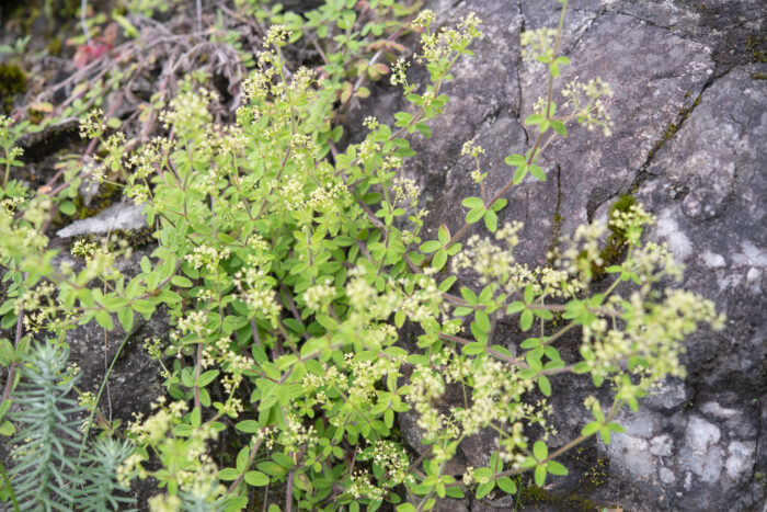 Arunachal plant (Galium)