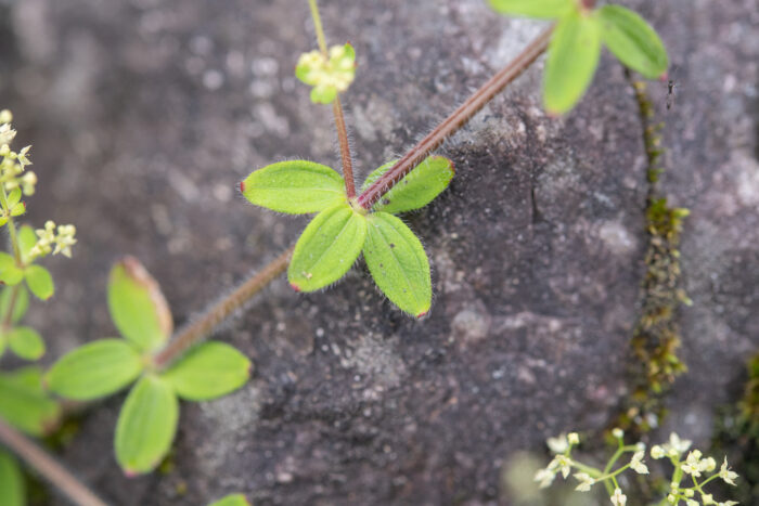 Arunachal plant (Galium)