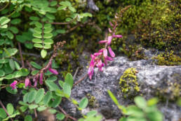 Arunachal plant (Faboideae)