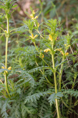 Arunachal plant (Pedicularis)