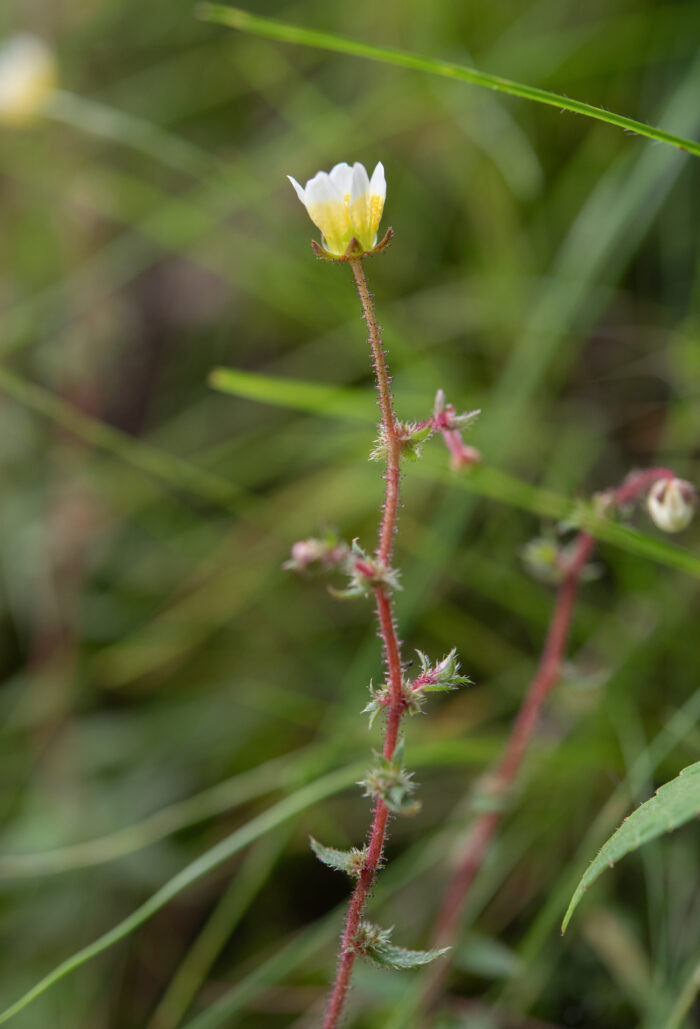 Saxifraga strigosa