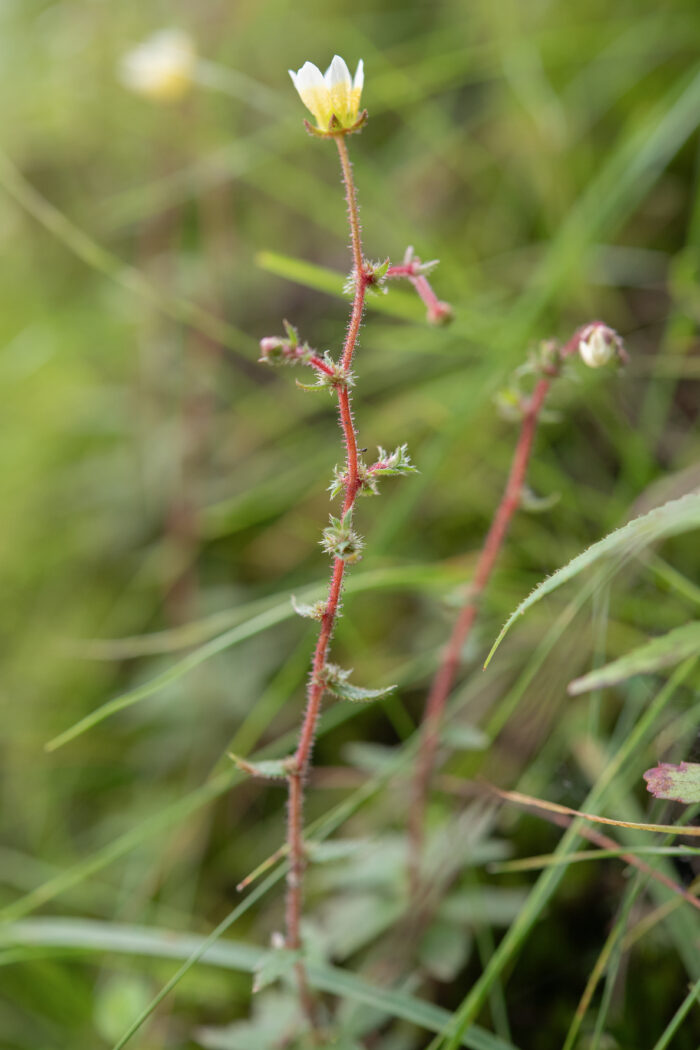 Saxifraga strigosa