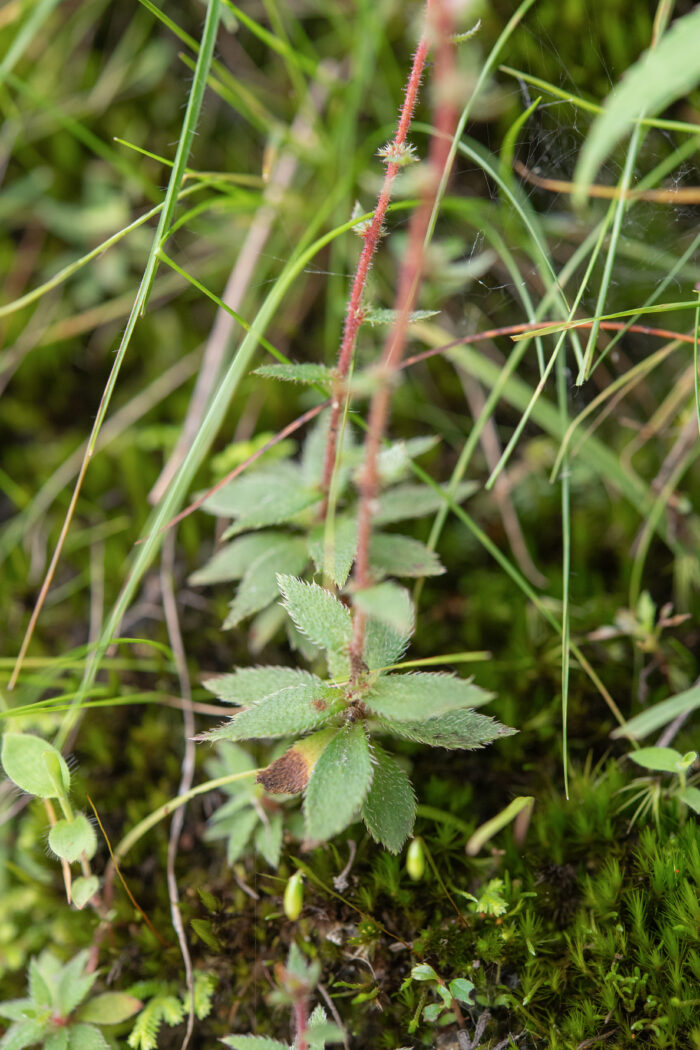 Saxifraga strigosa