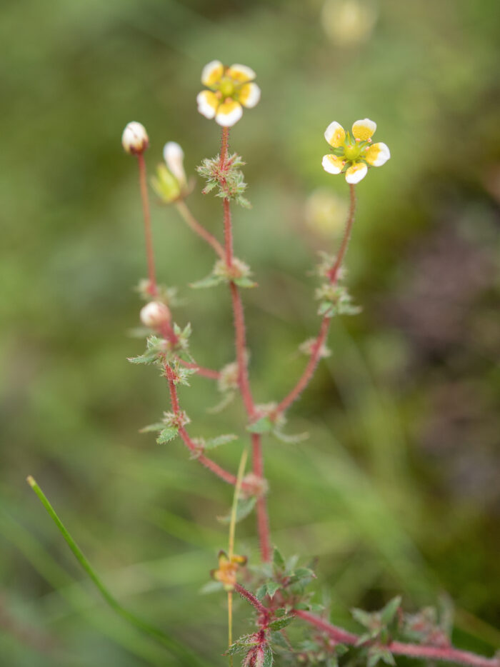 Saxifraga strigosa