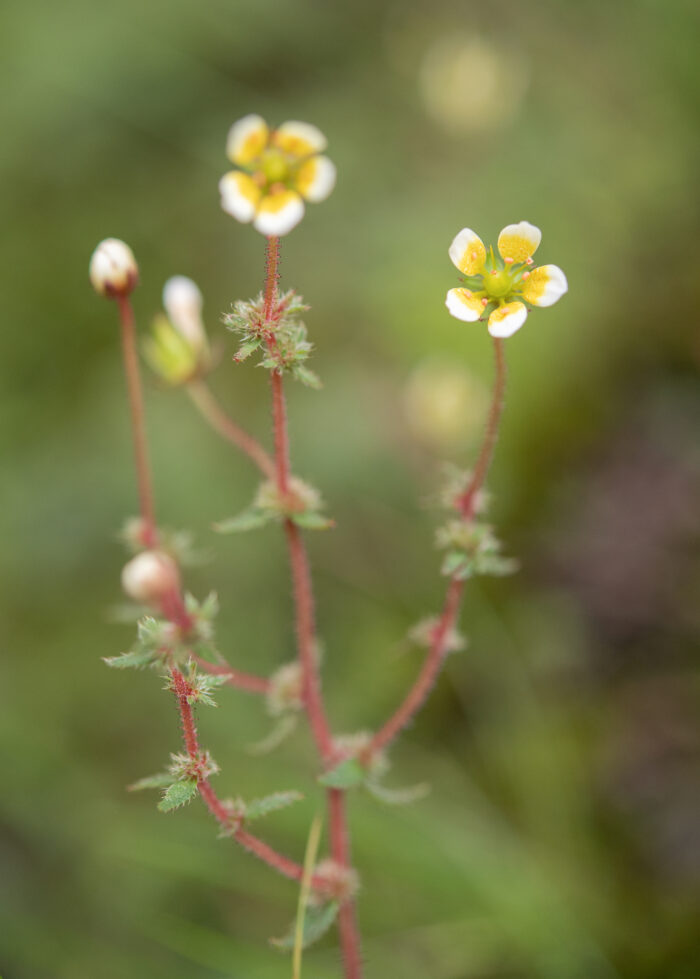 Saxifraga strigosa