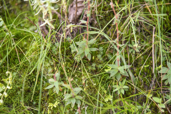 Saxifraga strigosa