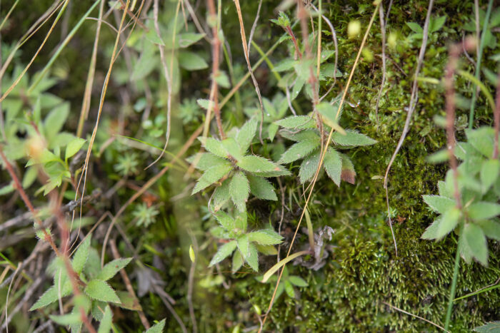 Saxifraga strigosa