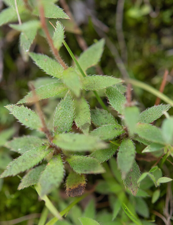 Saxifraga strigosa