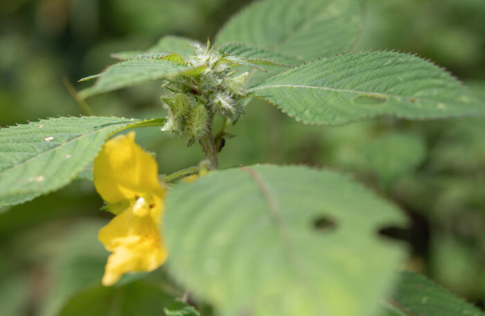 Arunachal plant (Impatiens)