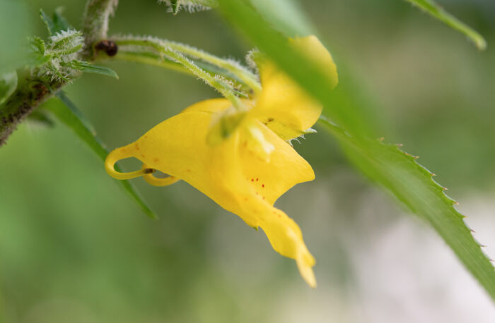 Arunachal plant (Impatiens)