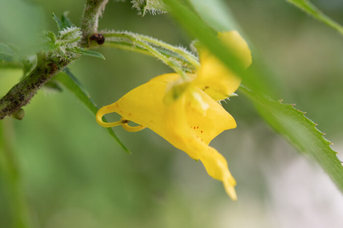 Arunachal plant (Impatiens)