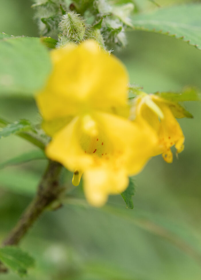 Arunachal plant (Impatiens)