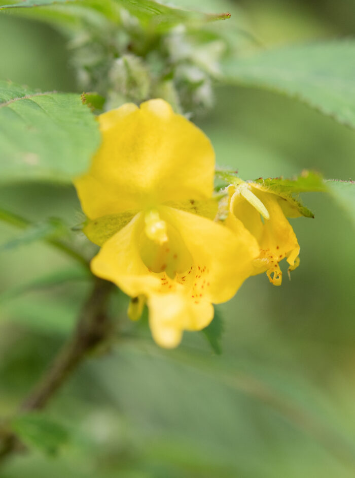 Arunachal plant (Impatiens)