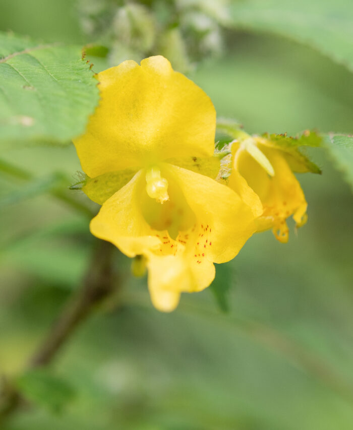 Arunachal plant (Impatiens)