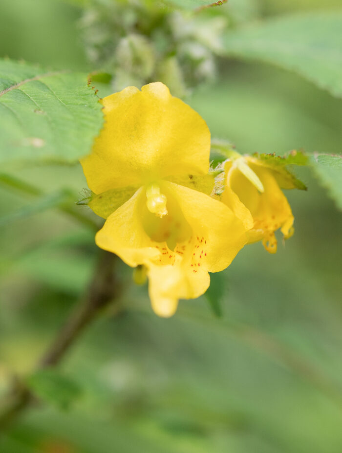 Arunachal plant (Impatiens)