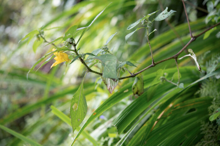 Arunachal plant (Impatiens)